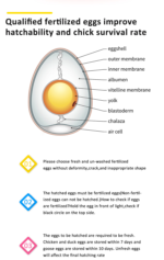 Incubator 360 Chicken Egg Capacity Automatic Egg Turning, 220V 320W - Image 5