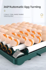 Fully Automatic High Quality Incubator Incubator Dual Power 12 VDC  (Battery Not Included)  / 220 VAC  - NEW DESIGN with Watering System (Bottle not included) - Image 8