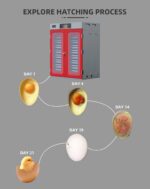 Incubator 400/1000 Eggs (Chicken) Full Automatic  110/ 220 VAC - Image 7